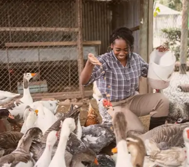 Livestock Loans